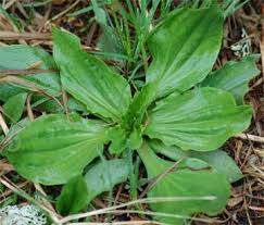 plantain leaves